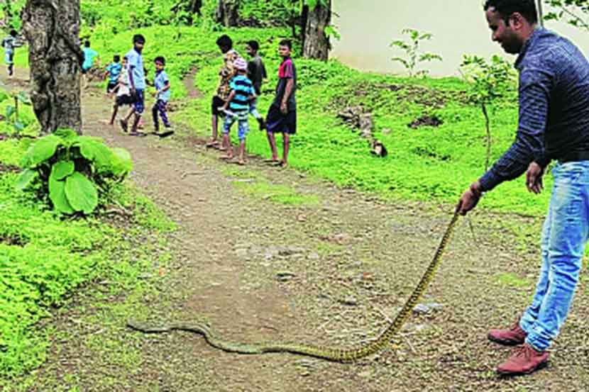 सापांच्या संवर्धनासाठी वन परीक्षेत्र अधिकाऱ्यांचे प्रयत्न 