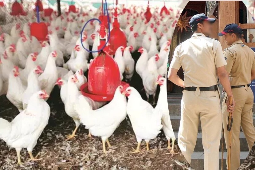 पुणे : कोंबड्या अंडी देत नाहीत; तक्रार बघून पोलिसही चक्रावले