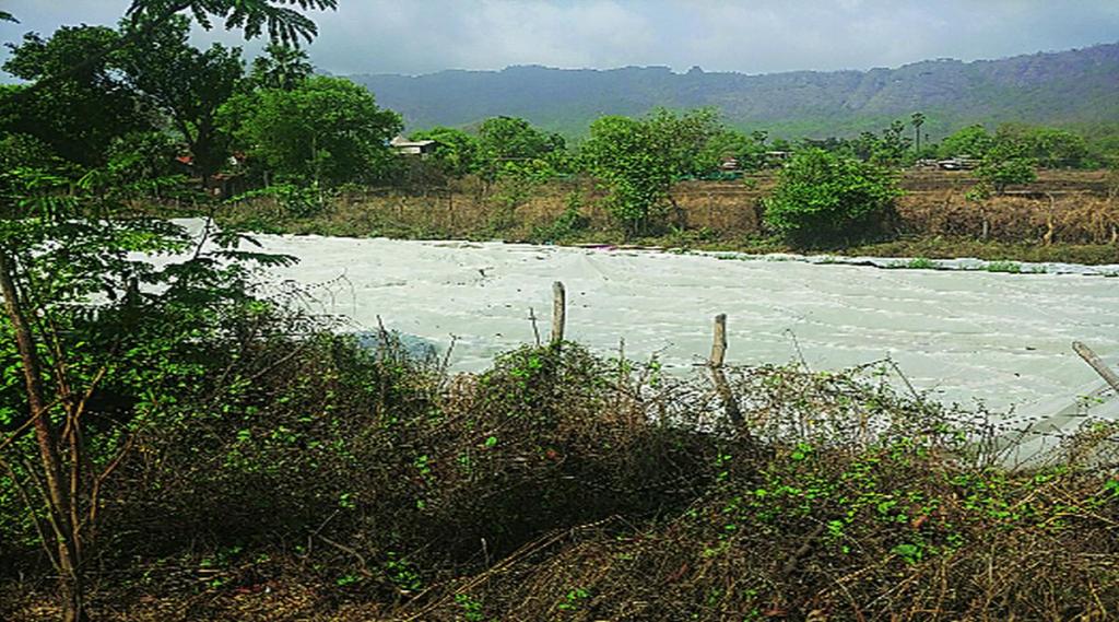 वादळामुळे भाजीपाला लागवडीचे नुकसान