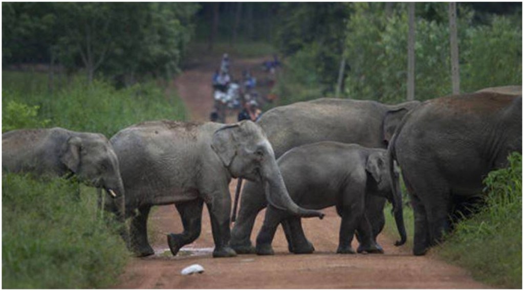 आसाममध्ये १८ हत्तींचा मृत्यू; वीज कोसळल्यामुळे मृत्यू झाल्याची शंका