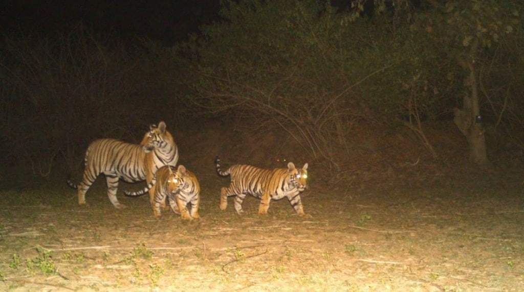 tiger calves found in bhandara forest area