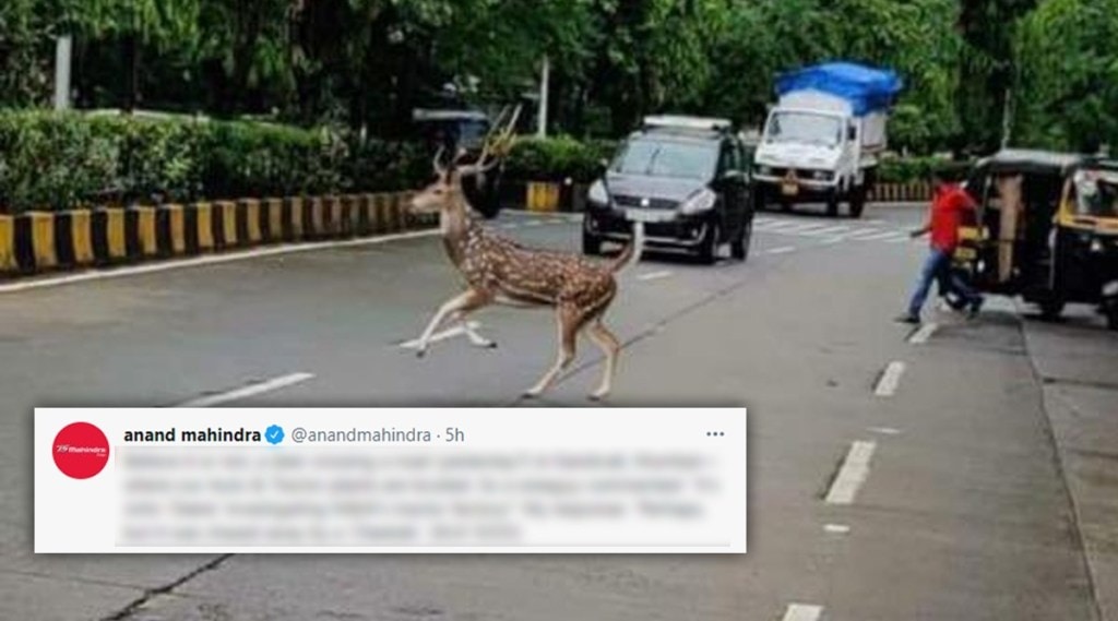मुंबईच्या रस्त्यावर हरीण!, विश्वास नाही बसत, आनंद महिंद्रांचं ट्विट बघा…