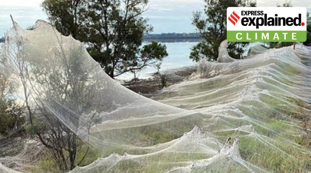 Explained Massive Spider Webs In Australia