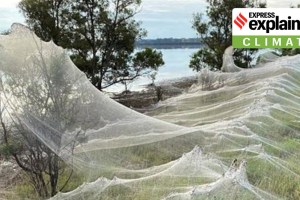 Explained Massive Spider Webs In Australia