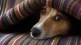 Indore Crime, Man Shoots Dead Dog