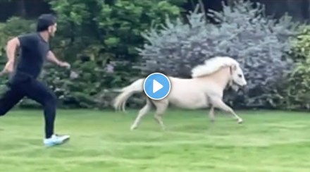 sakshi shares video of ms dhoni racing with shetland pony