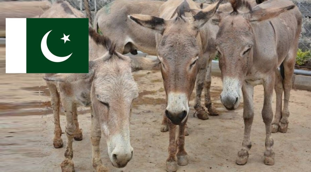 Pakistan Donkeys