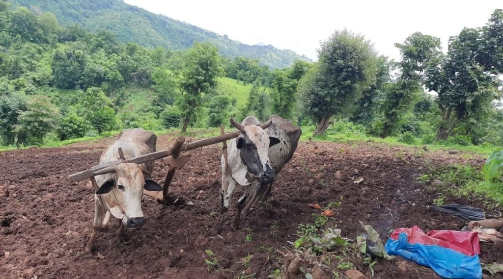 औरंगाबाद विभागात मृग नक्षत्राची शेतकऱ्यांना हुलकावणी