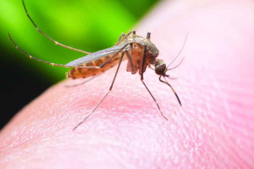 डेंग्यू, मलेरियाच्या रुग्णांत दहापट घट