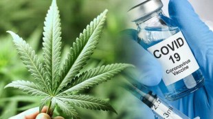 Washington state allows people to get cannabis after Covid vaccine