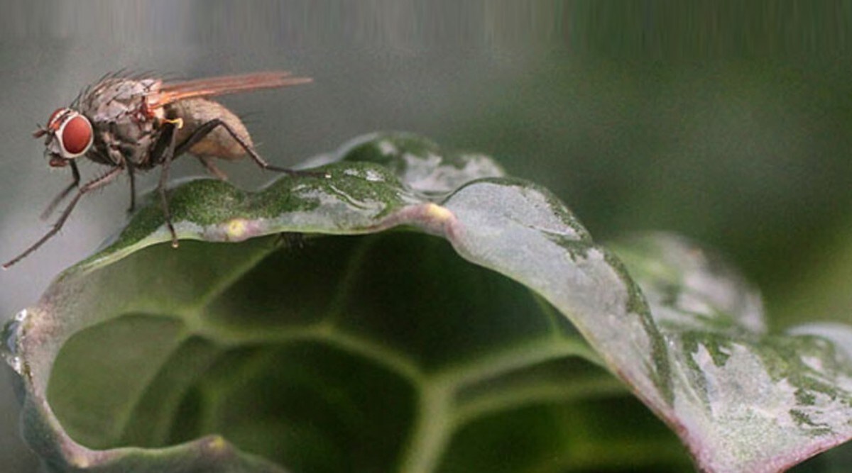 How to Get Rid of House Flies at Home During Rains