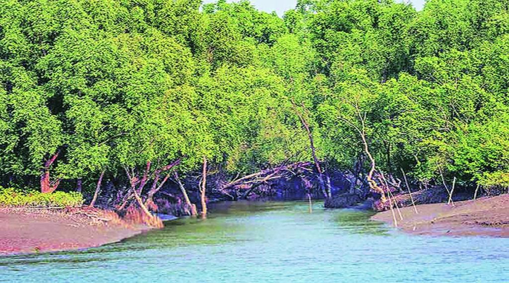 खारफुटींच्या संवर्धनासाठी लाखो रुपयांचा खर्च