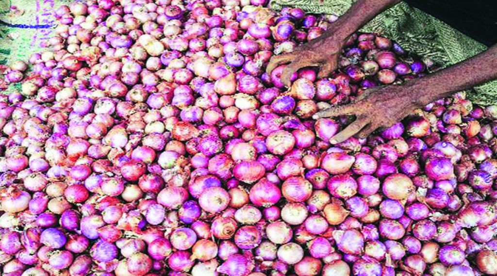 Onion Price Maharashtra, Onion Price Cyclone Rain effect