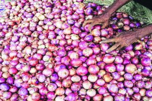 Onion Price Maharashtra, Onion Price Cyclone Rain effect