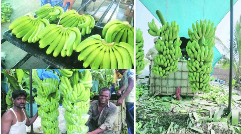 solapur Bananas