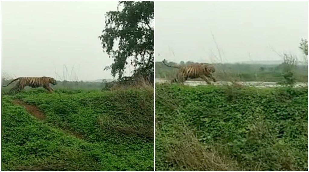 tigress in Chandrapur