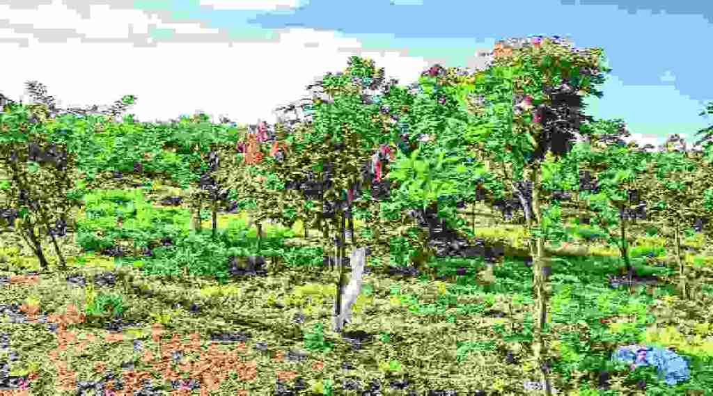 आंबिवलीमध्ये जैवविविधता उद्यानाची निर्मिती