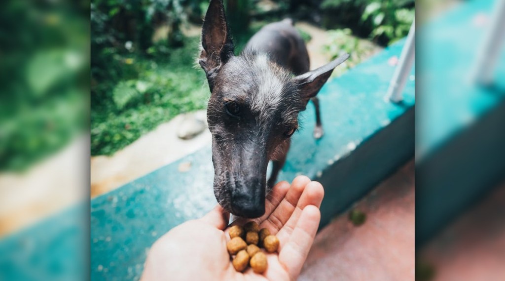 Food You Should Avoid Feeding Your Pets