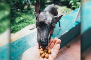 Food You Should Avoid Feeding Your Pets