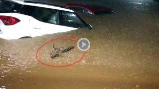 Mumbai Rains Deer spotted