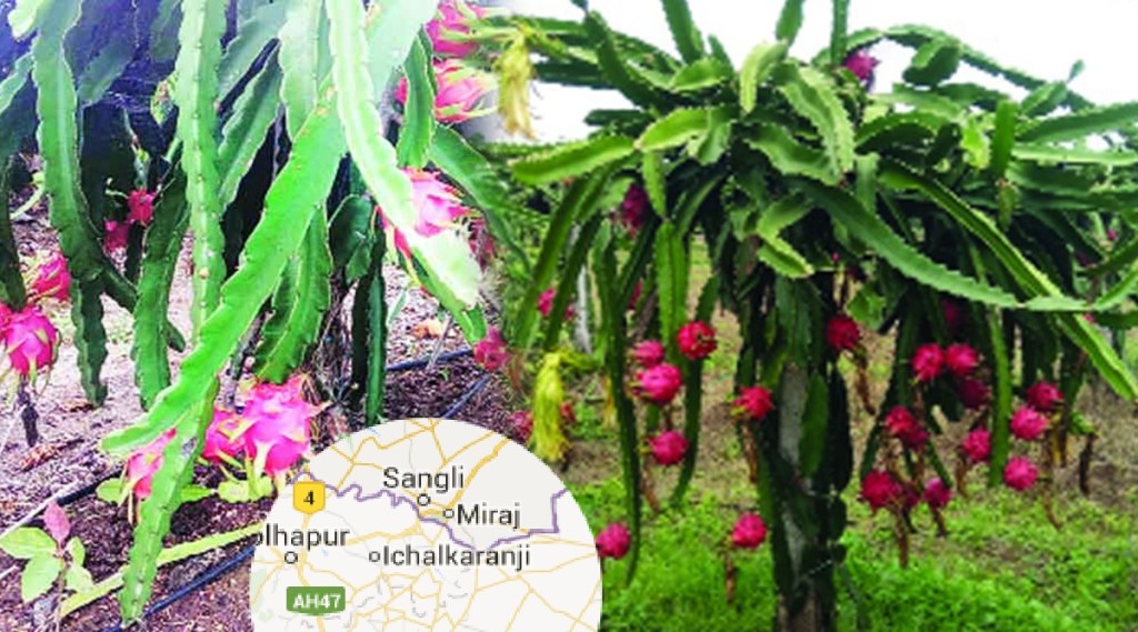 Sangli farmers export 100 kg pink white dragon fruit to Dubai