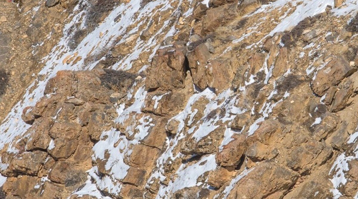 Snow Leopard Snow Leopard Camouflage