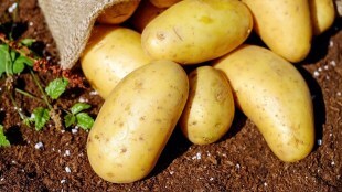 Tricks to make potatoes last longer
