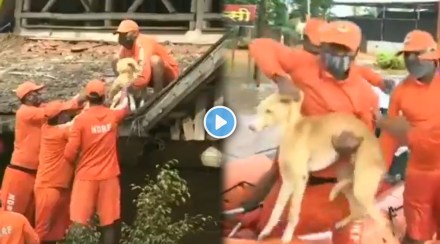 NDRF personnel rescue dog sitting on rooftop of a hotel video from Kolhapur won many hearts gst 97