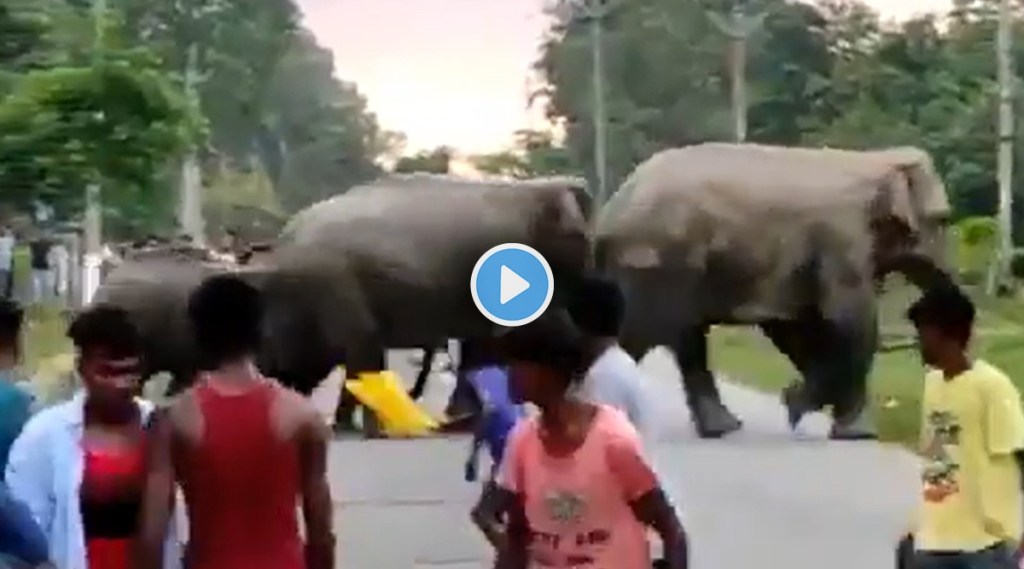 Man crushed by an elephant incident happened after being teased for no reason Video goes viral gst 97