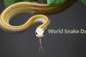 World Snake Day 2021