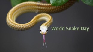World Snake Day 2021