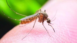 Zika-Virus