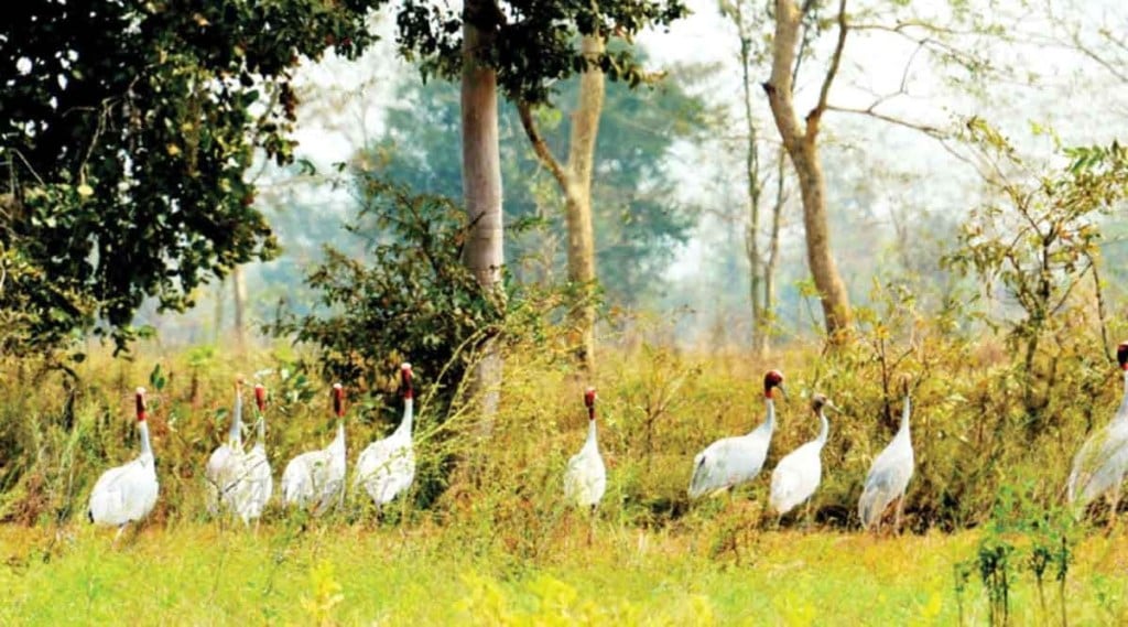 सारसच्या संरक्षण, संवर्धनासाठी वनखात्याची धावपळ