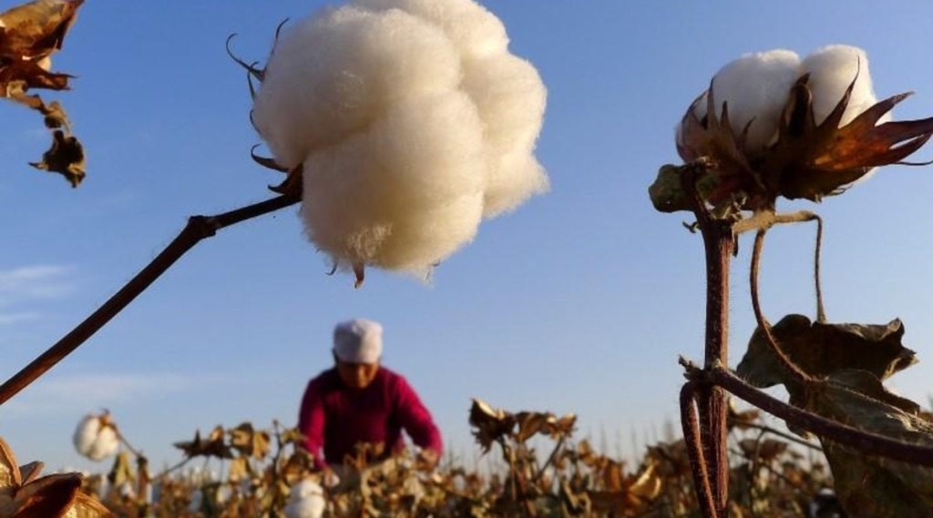cotton farming