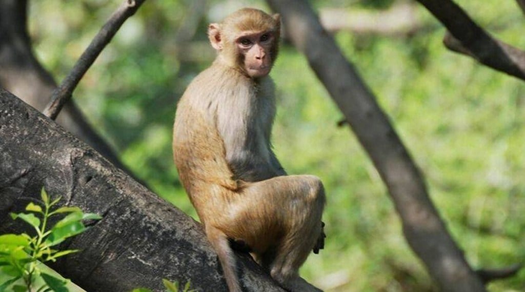 First death due to Monkey B virus in China Learn all about this new virus