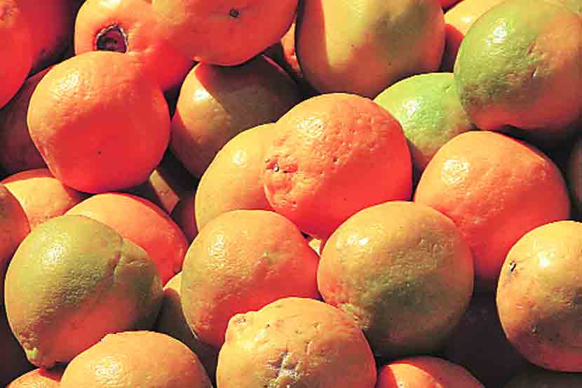 नागपूर संत्र्यांचा हंगाम बहरात