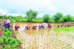 पालघर जिल्ह्यात भात लागवडीयोग्य पाऊस