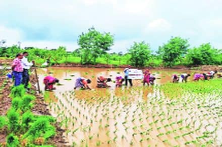 पालघर जिल्ह्यात भात लागवडीयोग्य पाऊस