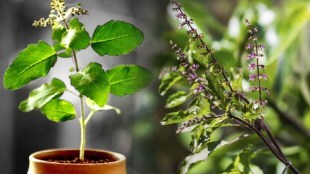 side effects of tulsi