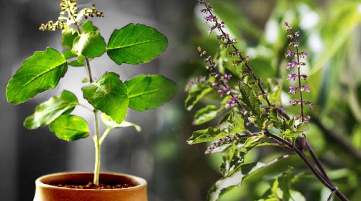 side effects of tulsi
