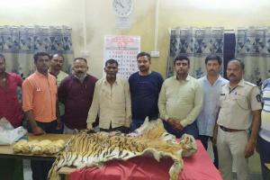 Smuggling of tiger organs on International Tiger Day poachers arrested from Madhya Pradesh Seized tiger skin and claws