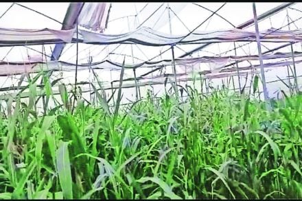 फुलांची मागणी घटल्याने शेतकऱ्यांकडून मक्याचे उत्पादन