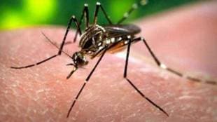 zika-virus-case-Mosquito-bite
