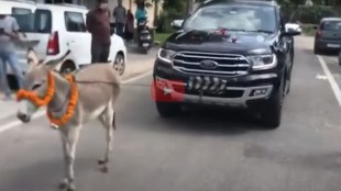 Car Pull by Donkey