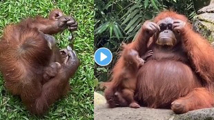 Orangutan Stylishly Puts on Sunglasses