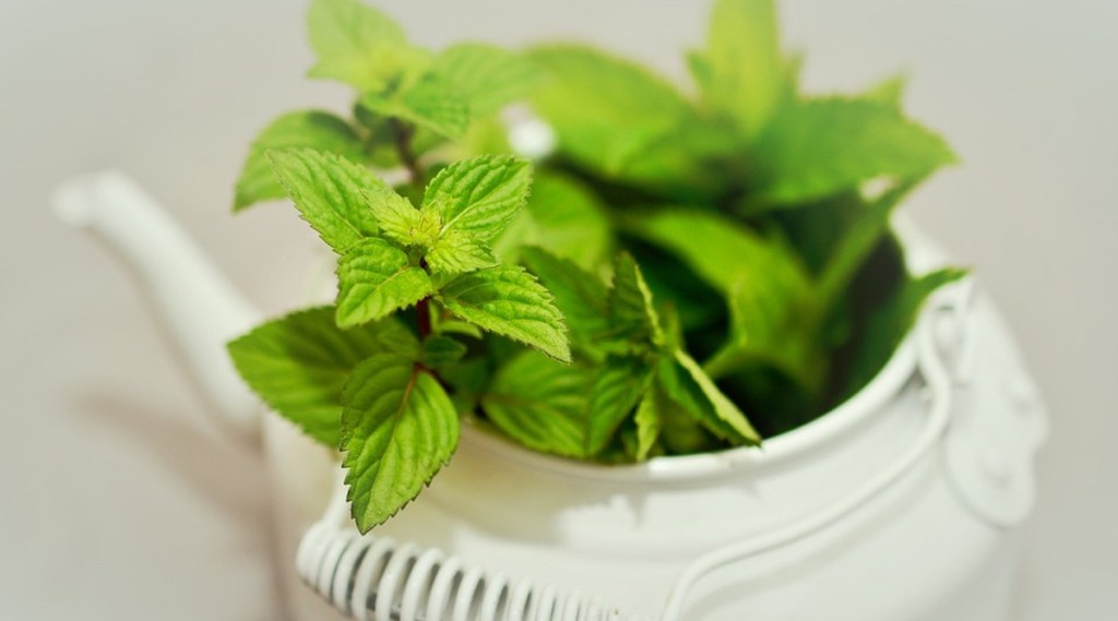 Do you know these benefits of mint leaves for skin gst 97