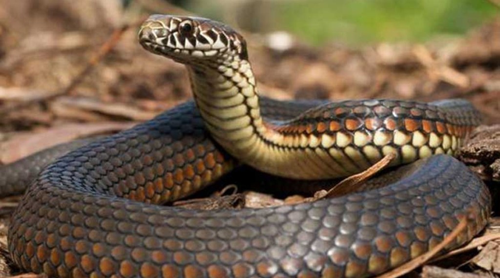 Snake Bites Man Odisha He Bites Back Kills Snake gst 97
