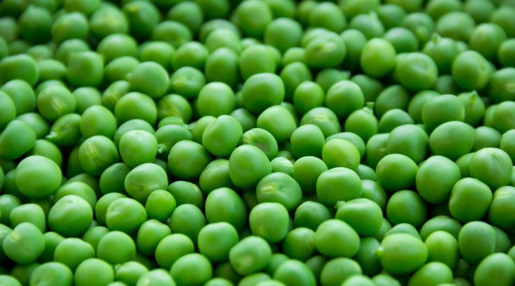 why-peas-should-be-part-of-your-diet-know-amazing-benefits-gst-97
