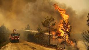 Wildfire