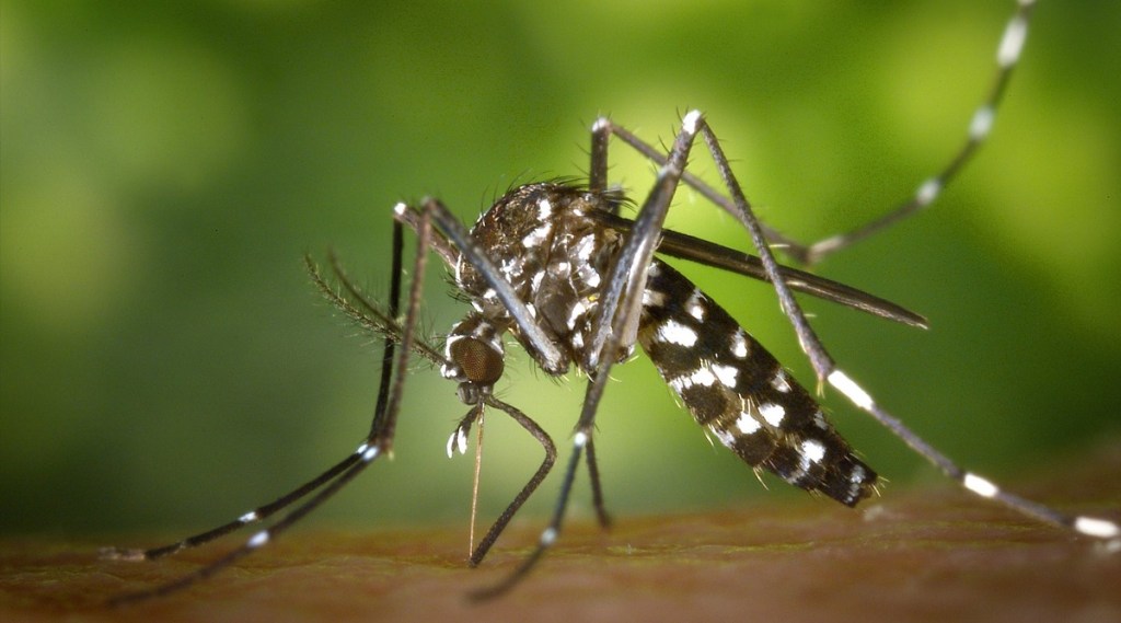 World Mosquito Day 2021